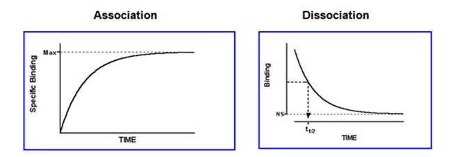 association_dissociation_dissociation_ligand_ASK.jpg