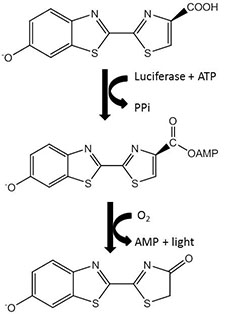 luciferasereaction.. jpg